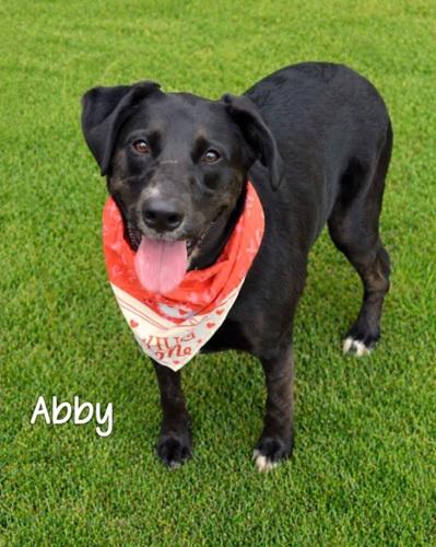 Abby 48, ADOPTABLE, Adult Female Black Labrador Retriever.