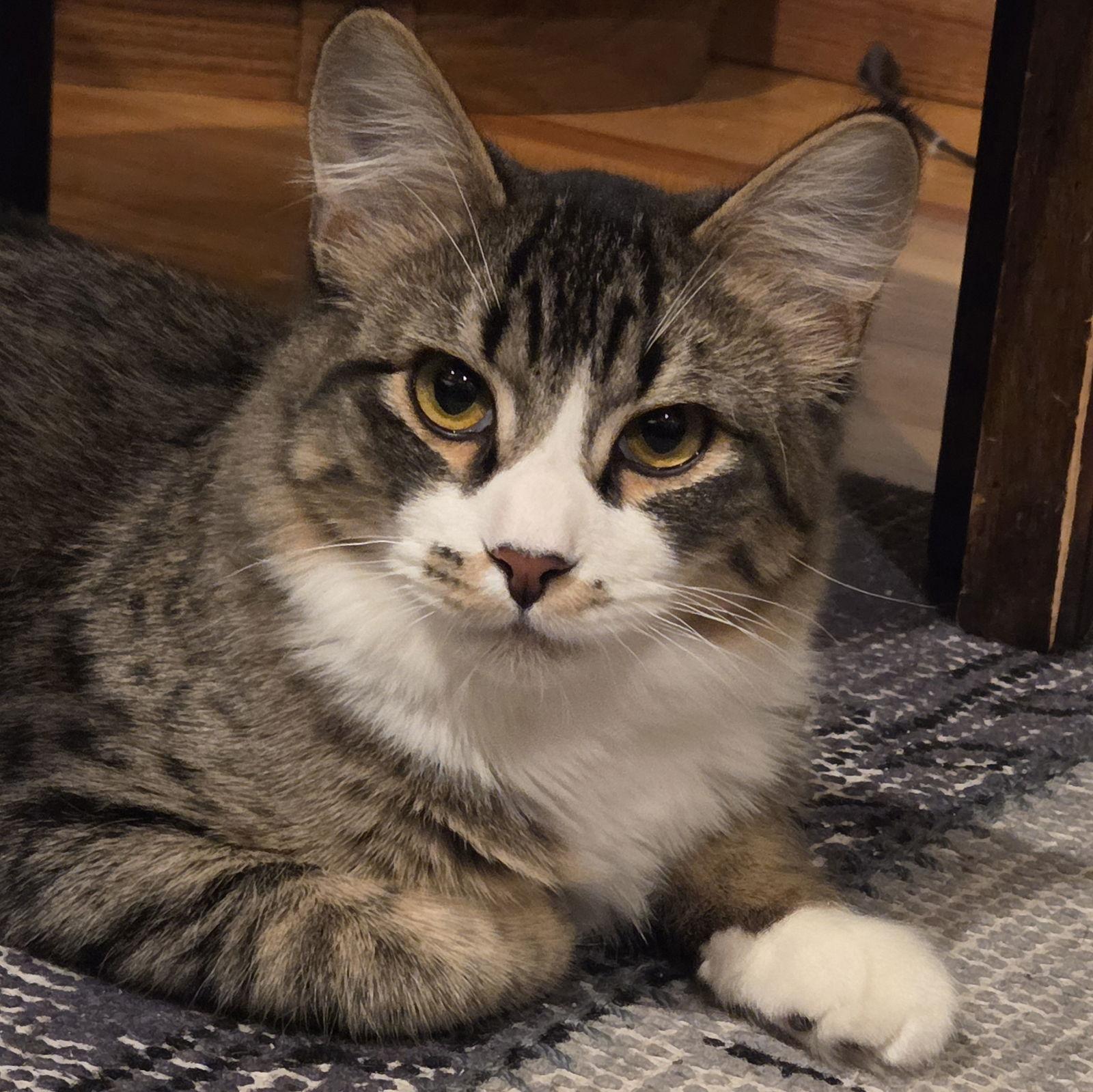 Enlarge Poe, a Adoptable Domestic Short Hair in Laramie, WY image 1/3