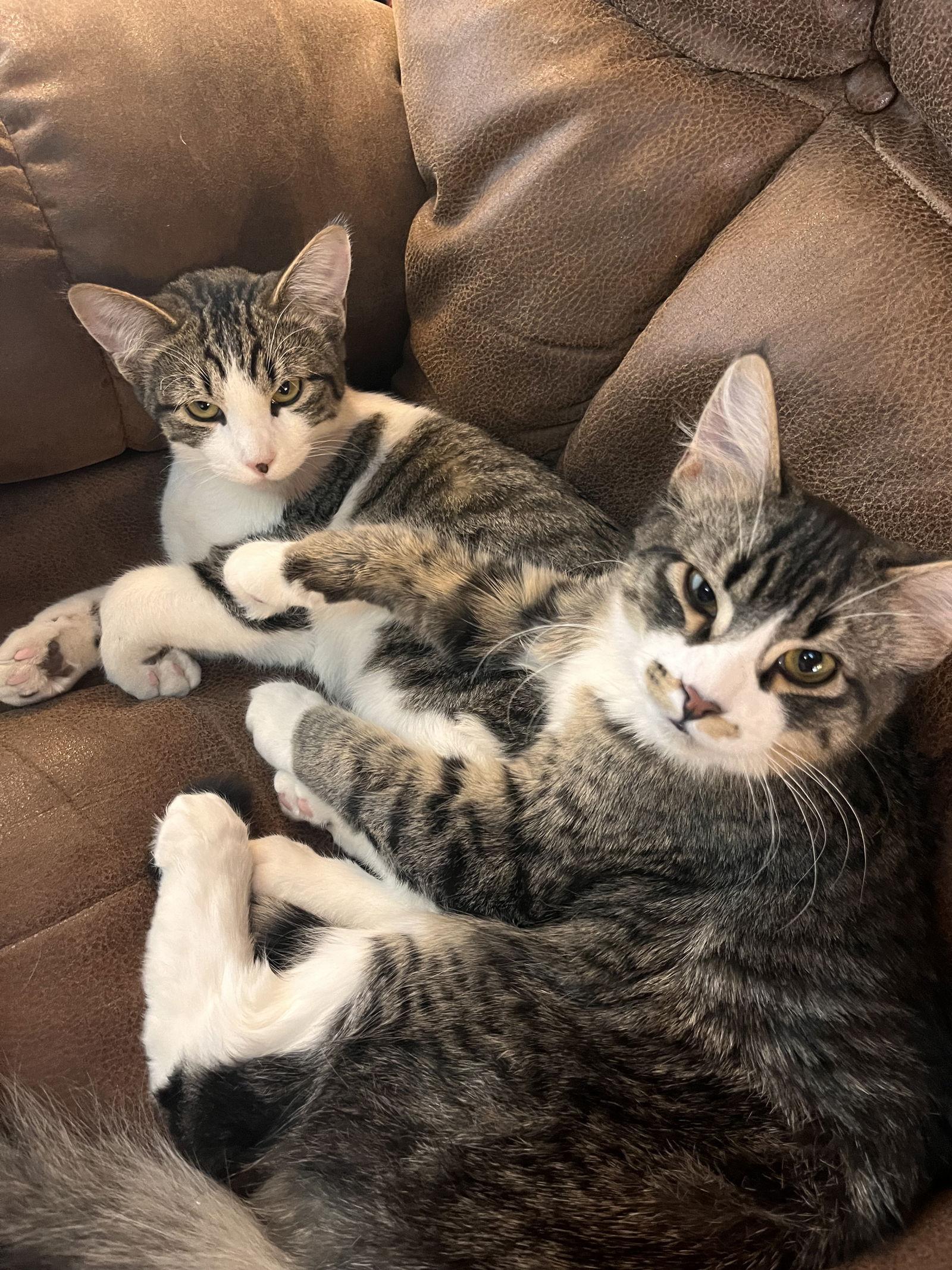 Enlarge Poe, a Adoptable Domestic Short Hair in Laramie, WY image 3/3