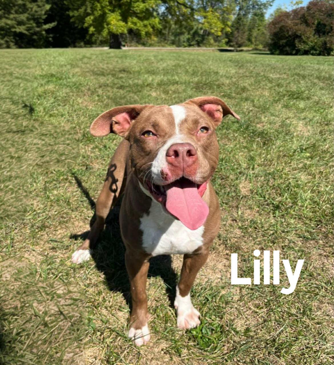 Lilly