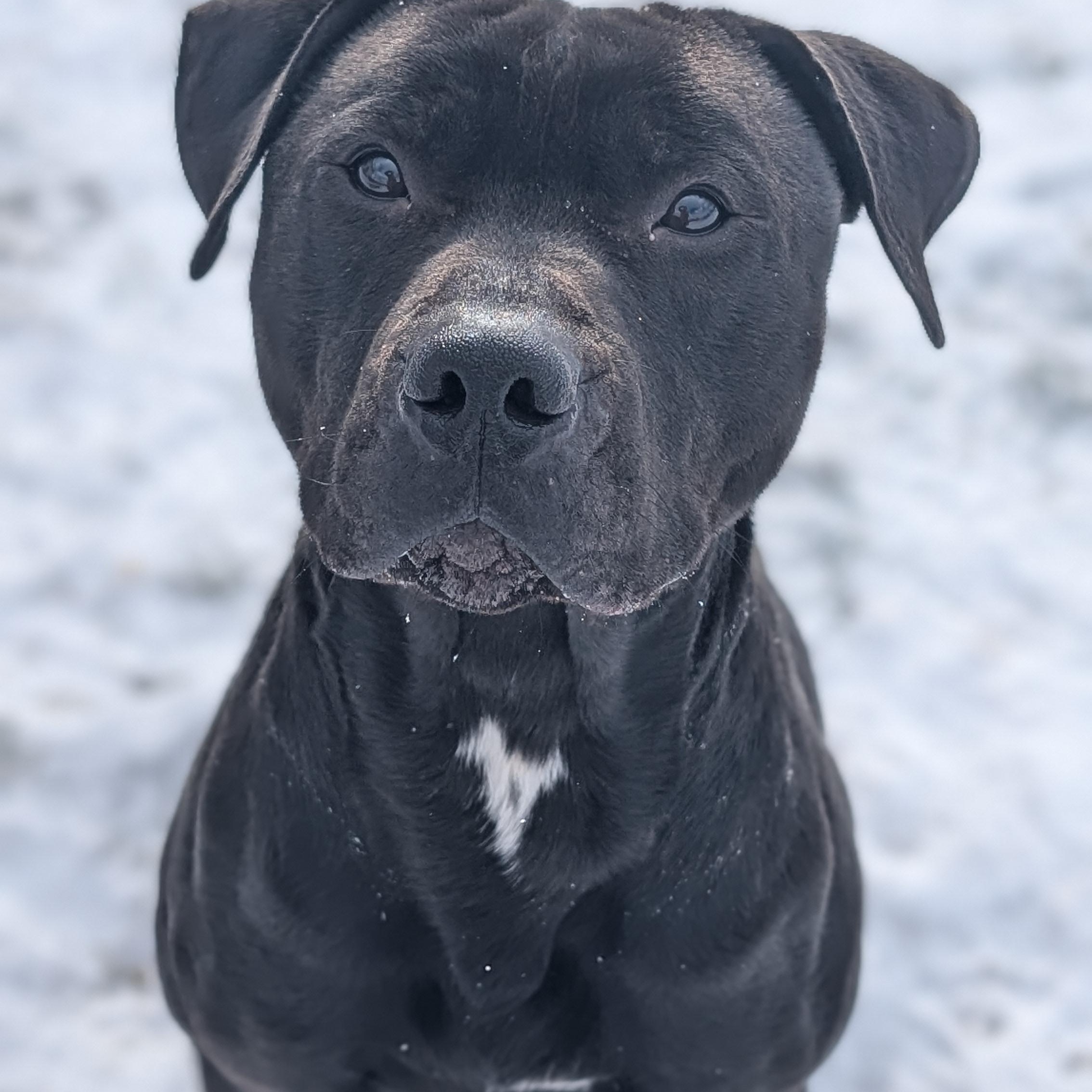 Enlarge 179858 Coal, a Adoptable Pit Bull Terrier image 1/6