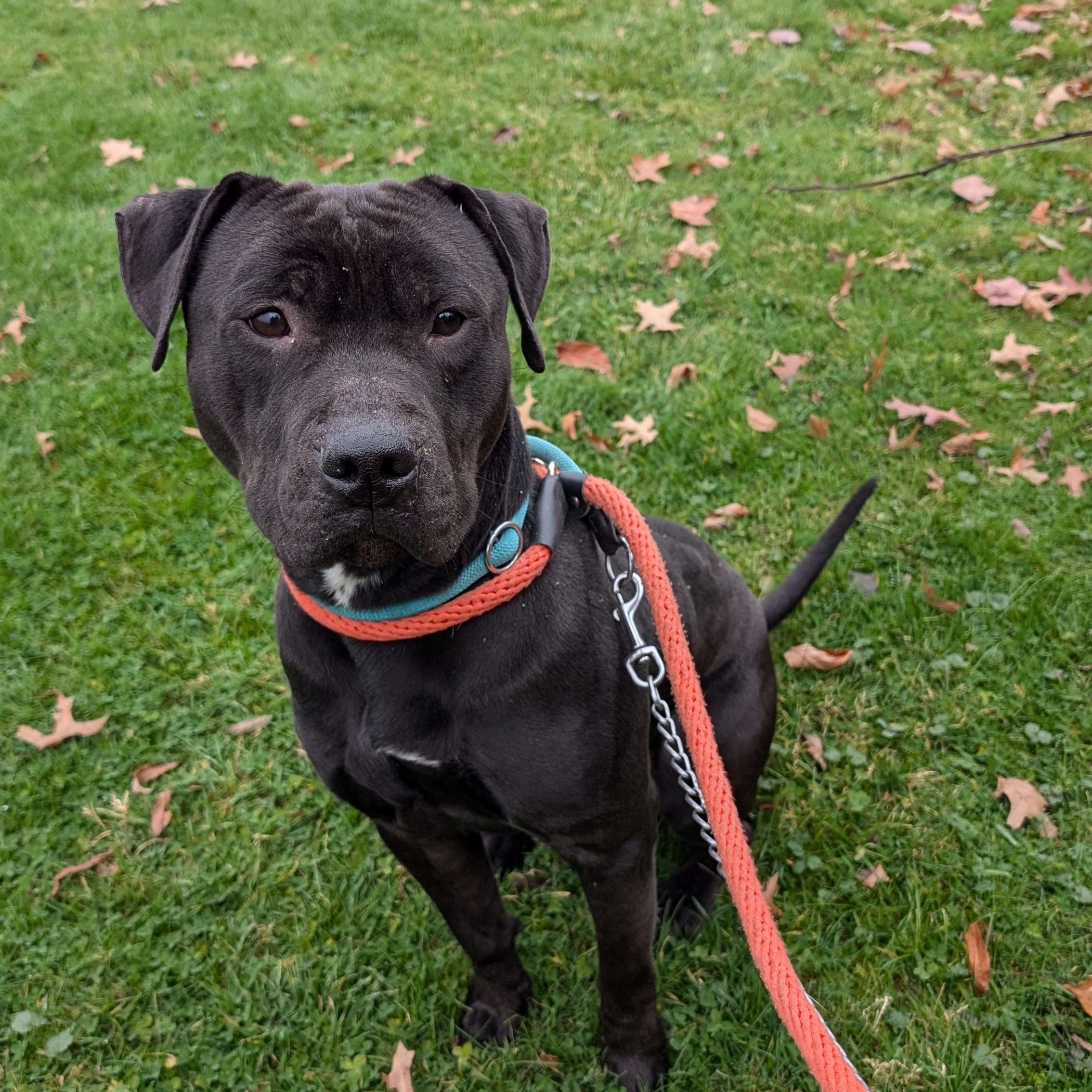 Enlarge 179858 Coal, a Adoptable Pit Bull Terrier image 3/6