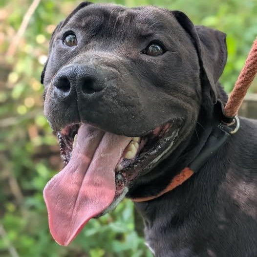 Enlarge 179858 Coal, a Adoptable Pit Bull Terrier image 6/6