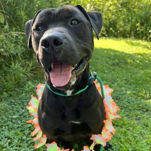 Enlarge 179858 Coal, a Adoptable Pit Bull Terrier image 2/6