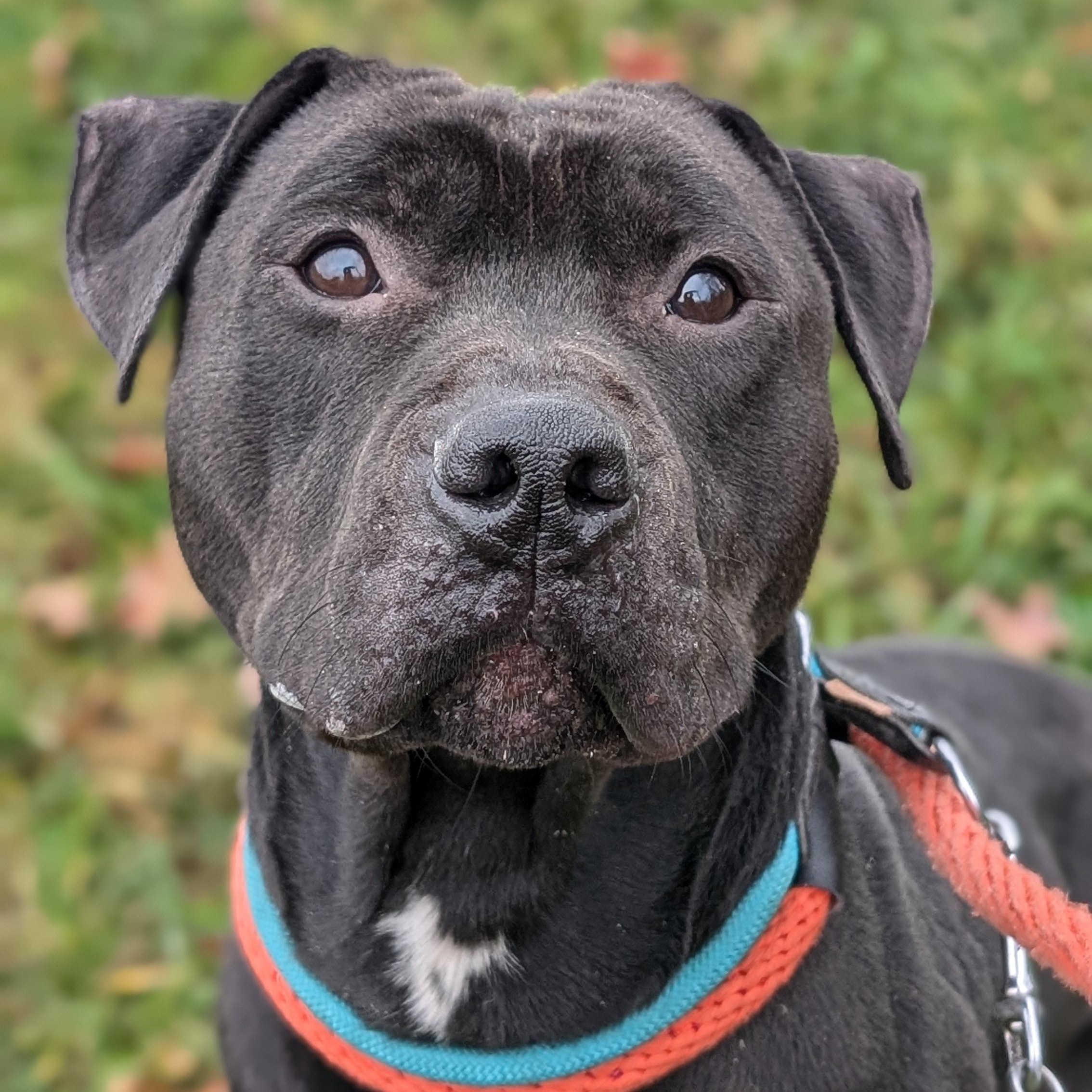 179858 Coal, Adoptable, Adult Male Pit Bull Terrier.