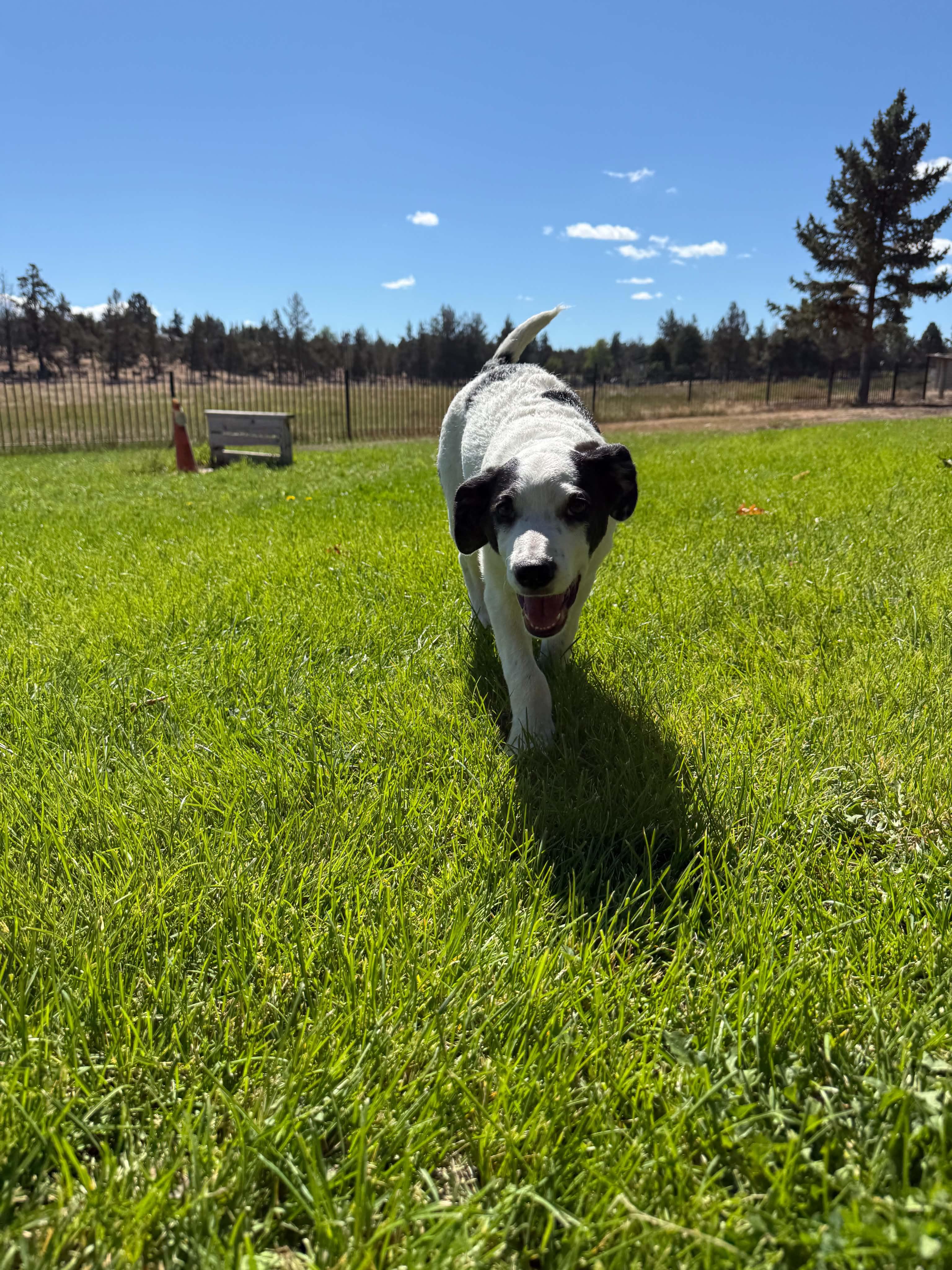 Enlarge Bandit, a Adoptable mixed breed in Bend, OR image 2/3