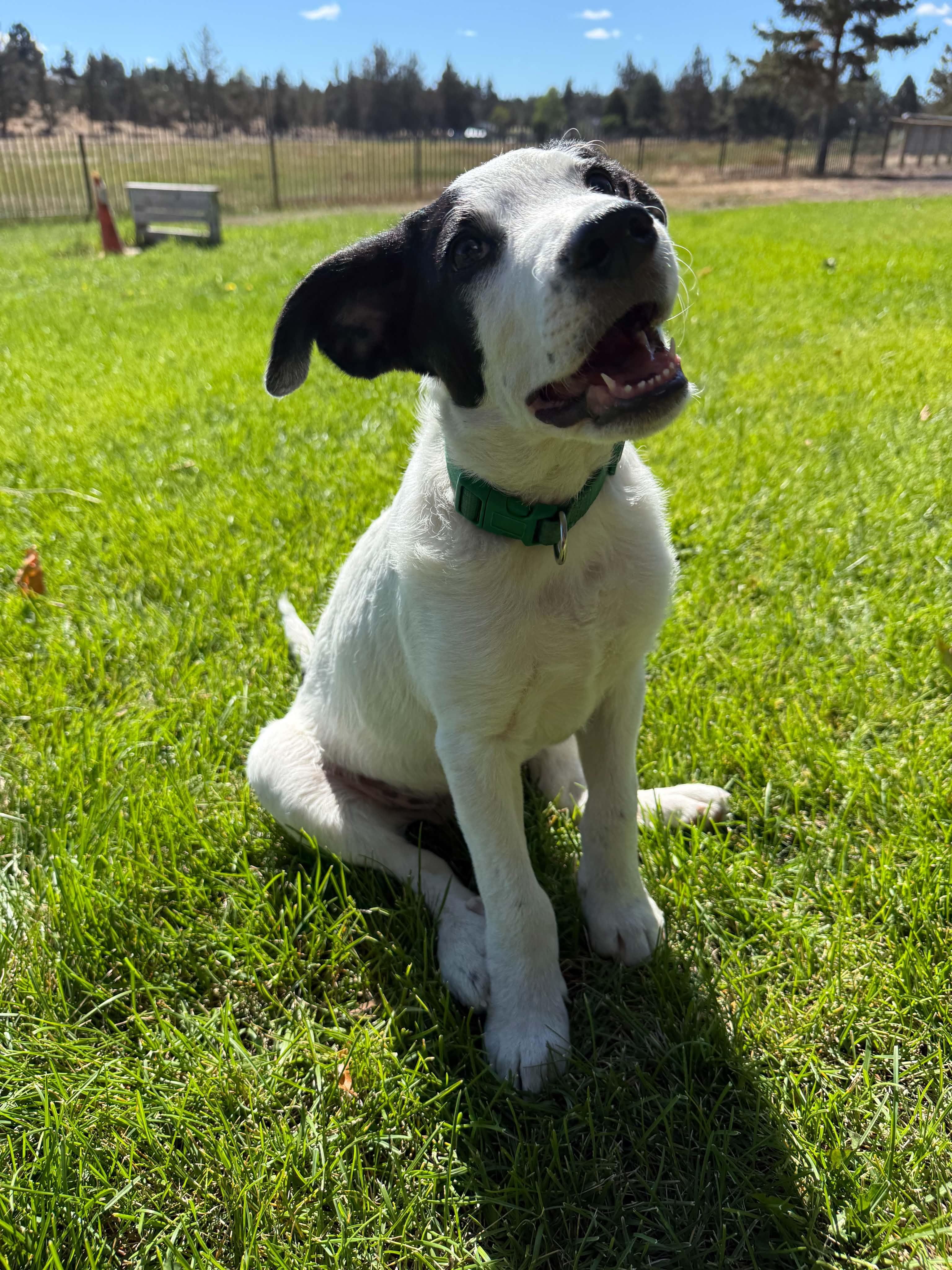 Bandit, Adoptable, Puppy Male Border Collie.