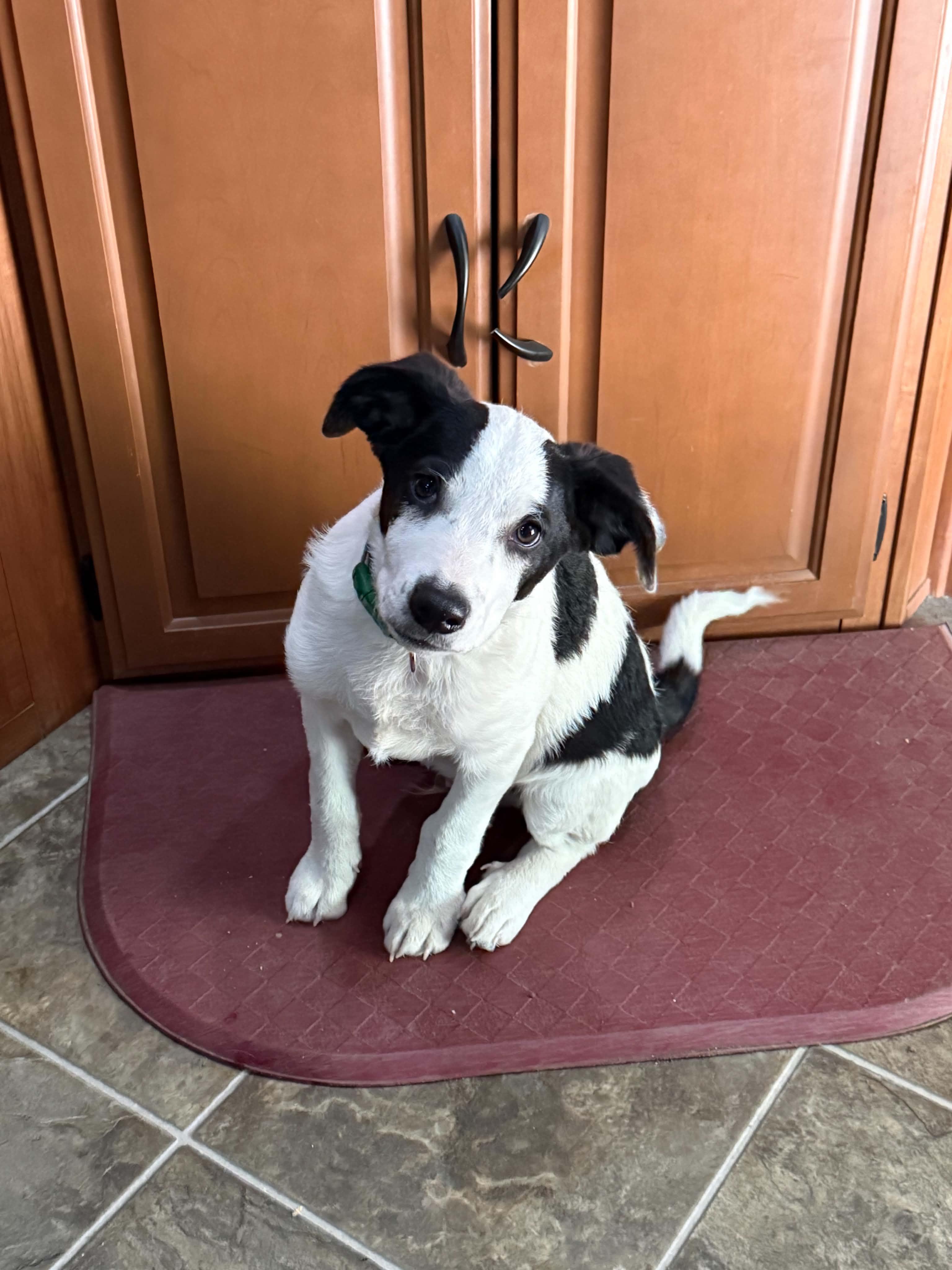 Enlarge Bandit, a Adoptable mixed breed in Bend, OR image 3/3
