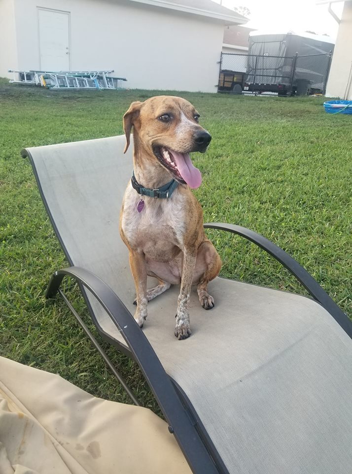 Enlarge Lillie, a Adoptable mixed breed in Loxahatchee, FL image 2/10