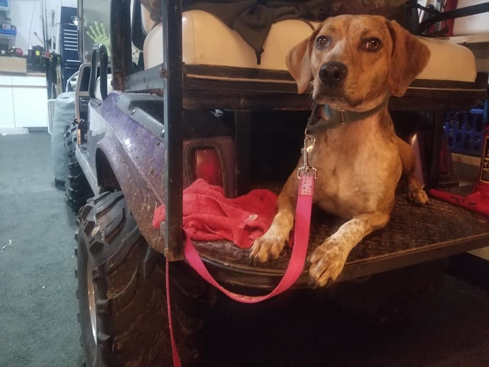 Enlarge Lillie, a Adoptable mixed breed in Loxahatchee, FL image 4/10