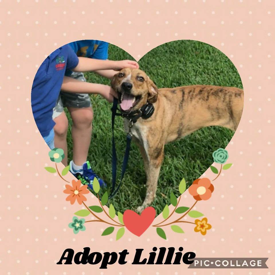 Enlarge Lillie, a Adoptable mixed breed in Loxahatchee, FL image 5/10