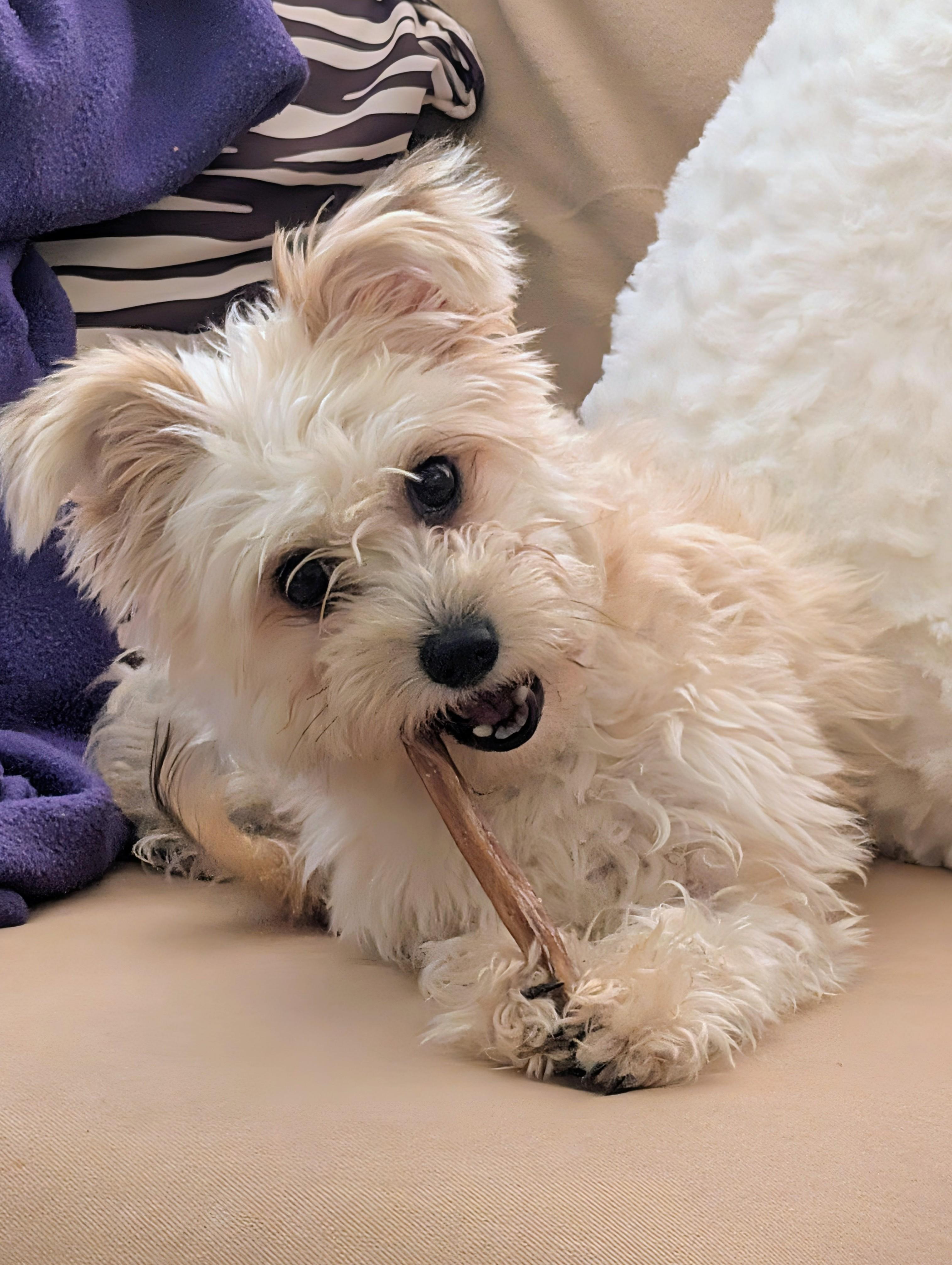 Enlarge Marvelous Miss Maisie, a ADOPTABLE Yorkie Poo in Carlsbad, CA image 3/4