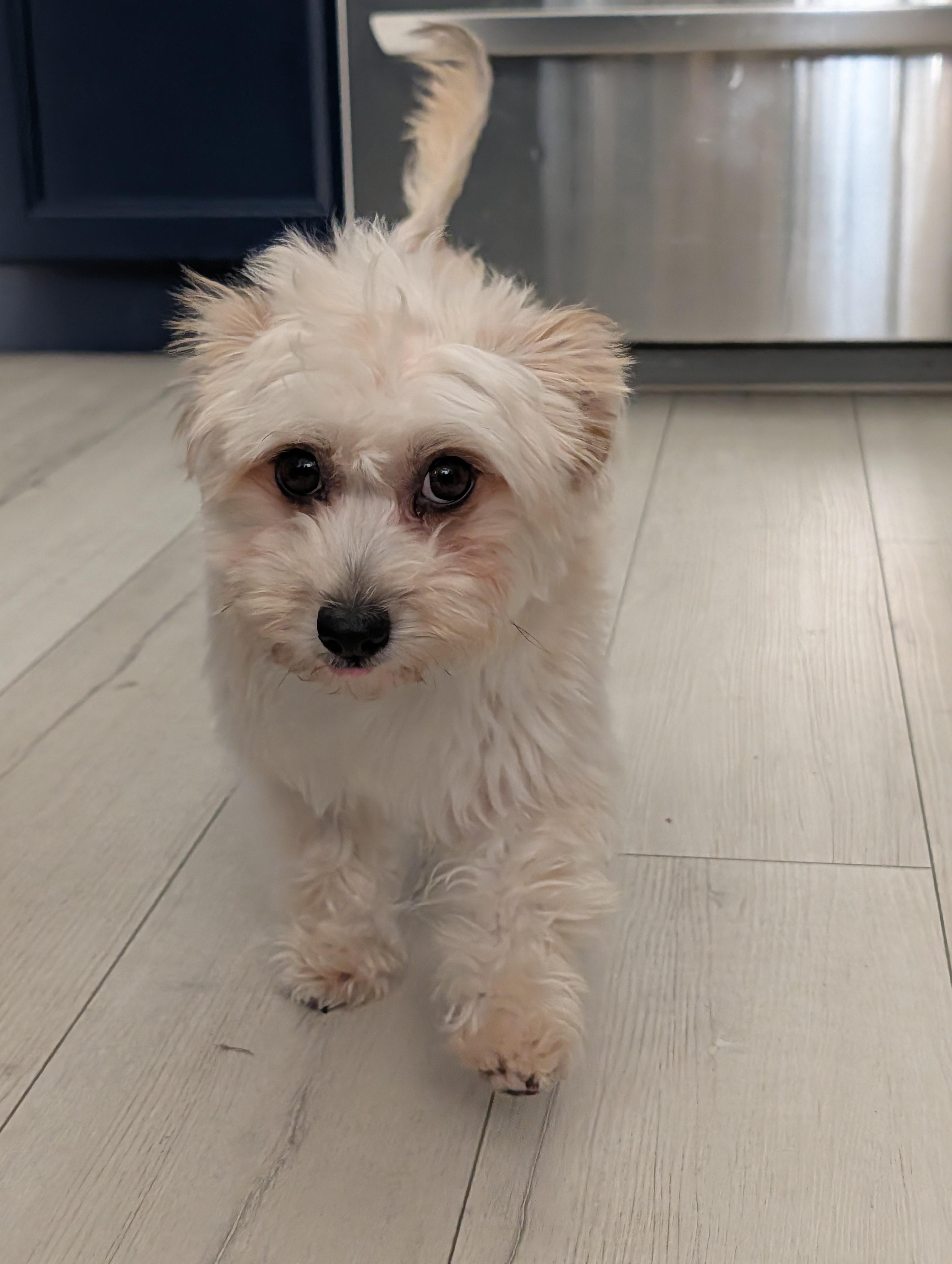 Enlarge Marvelous Miss Maisie, a ADOPTABLE Yorkie Poo in Carlsbad, CA image 4/4