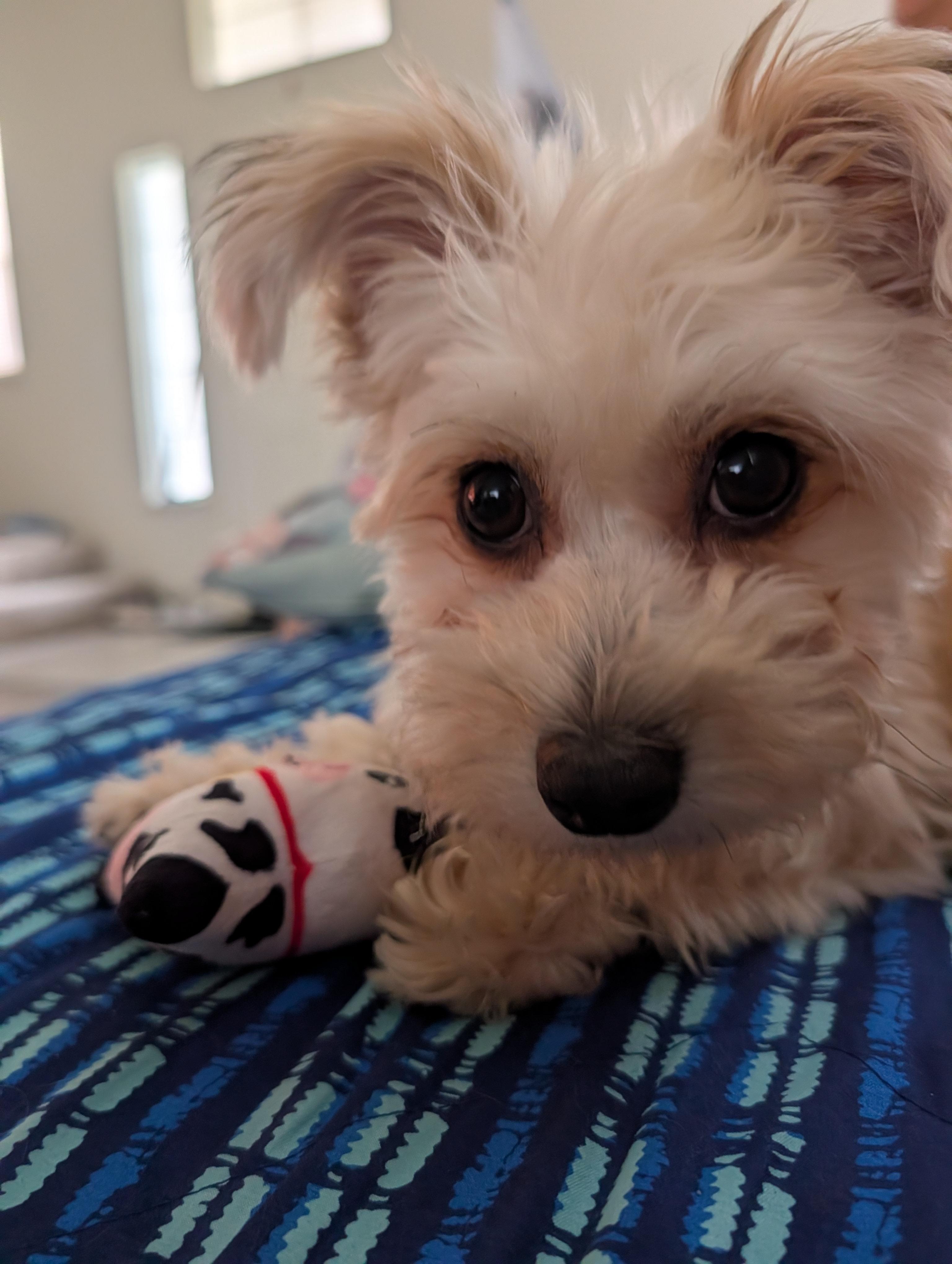 Marvelous Miss Maisie, ADOPTABLE, Young Female Yorkie Poo.