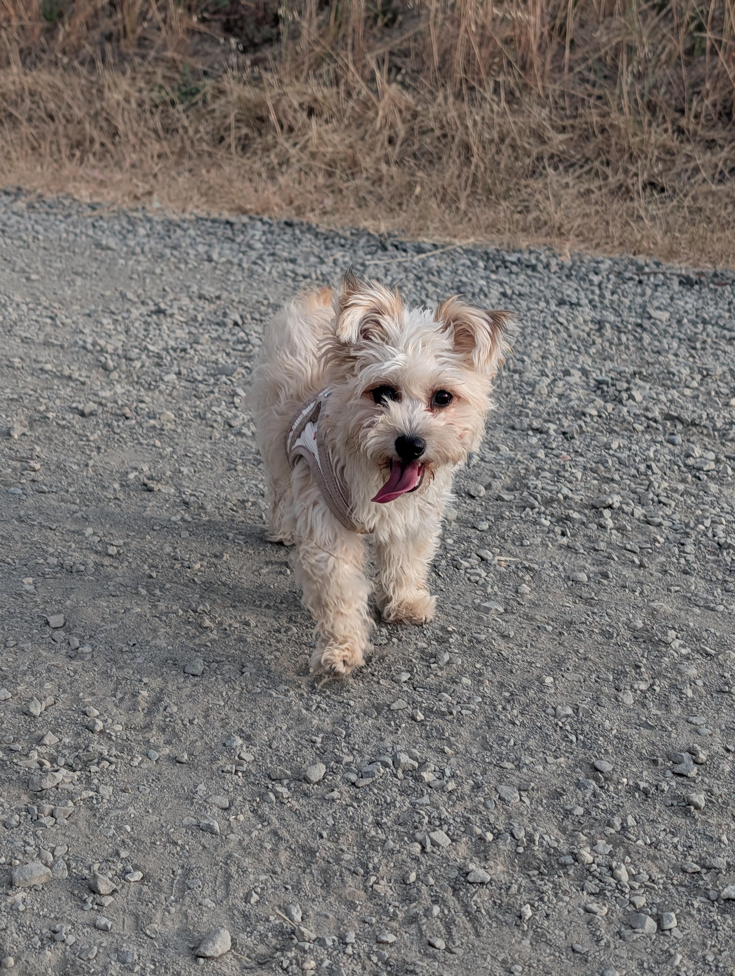 Enlarge Marvelous Miss Maisie, a ADOPTABLE Yorkie Poo in Carlsbad, CA image 2/4