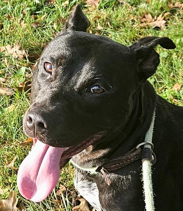 Zeus, a ADOPTABLE mixed breed in Silver Spring, MD image 1/2