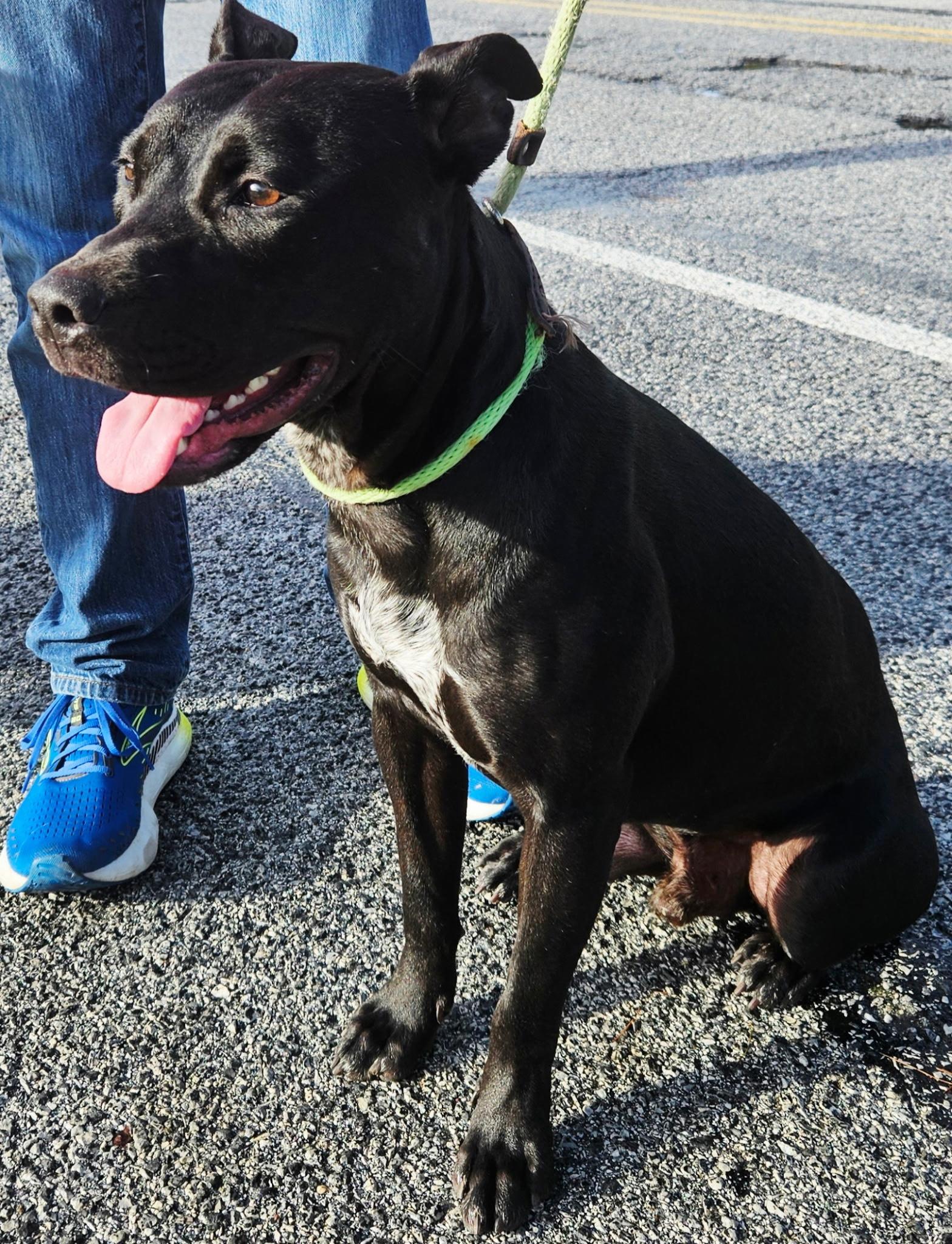 Zeus, a ADOPTABLE mixed breed in Silver Spring, MD image 2/2