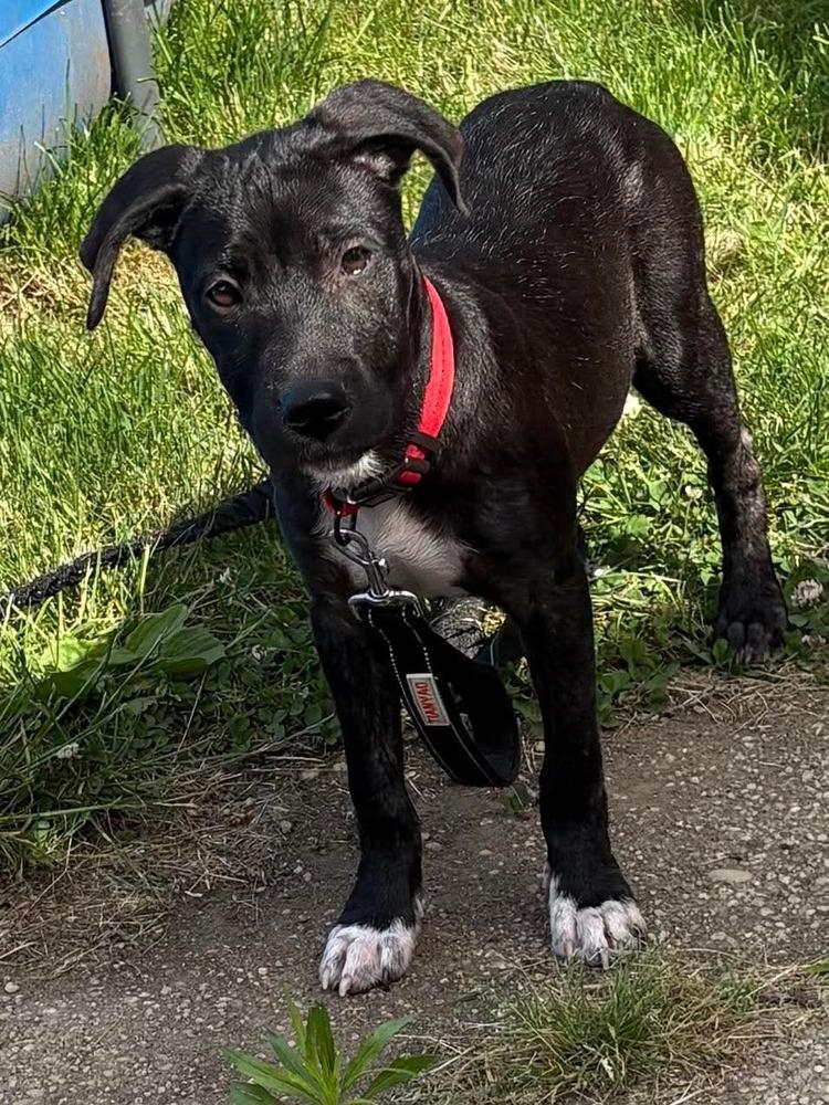 Kiki, Adoptable, Puppy Female Mixed Breed.