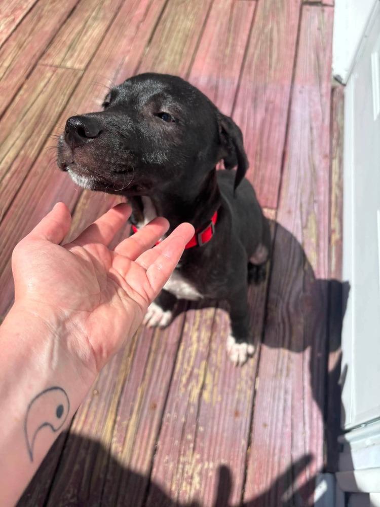Enlarge Kiki, a Adoptable mixed breed in Valley Stream, NY image 2/6