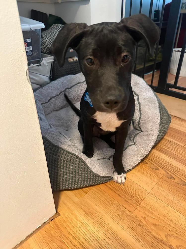 Kiki, a Adoptable mixed breed in Valley Stream, NY image 2/6