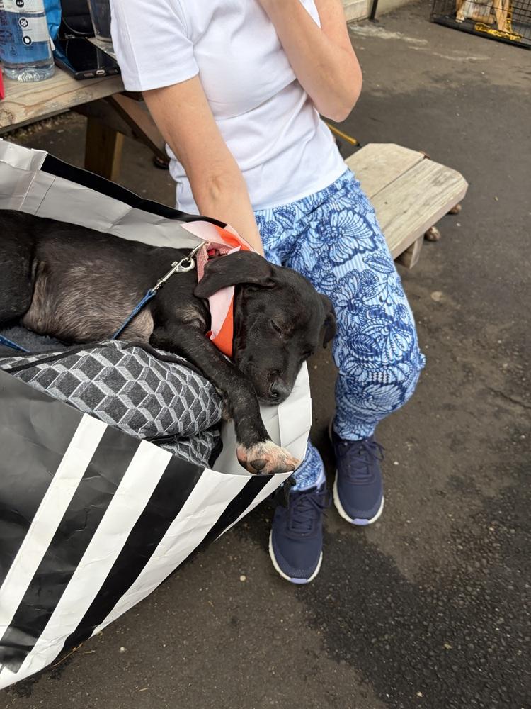 Enlarge Kiki, a Adoptable mixed breed in Valley Stream, NY image 3/6