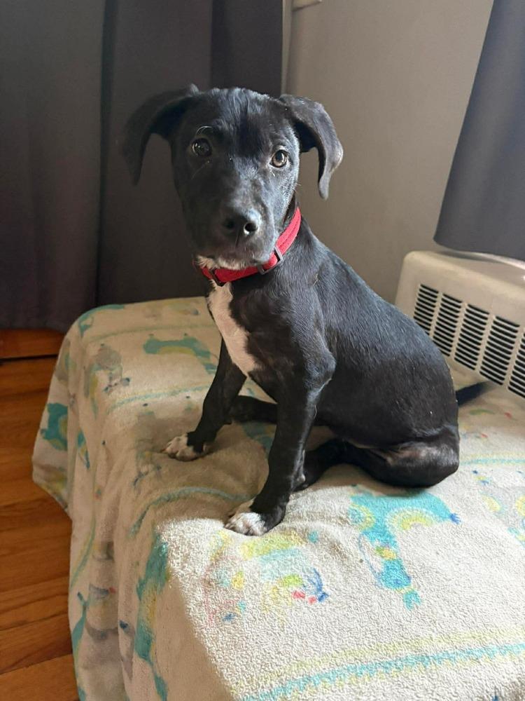 Enlarge Kiki, a Adoptable mixed breed in Valley Stream, NY image 4/6
