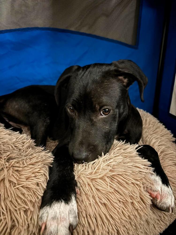 Kiki, a Adoptable mixed breed in Valley Stream, NY image 4/6