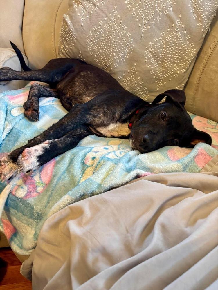 Enlarge Kiki, a Adoptable mixed breed in Valley Stream, NY image 5/6