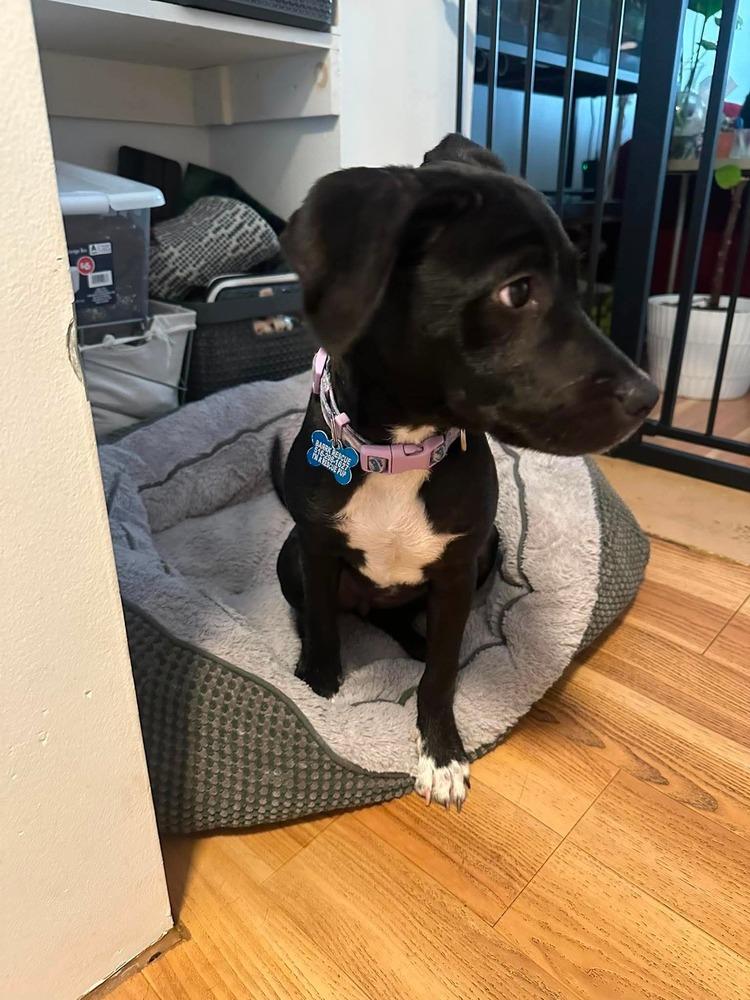 Kiki, a Adoptable mixed breed in Valley Stream, NY image 5/6