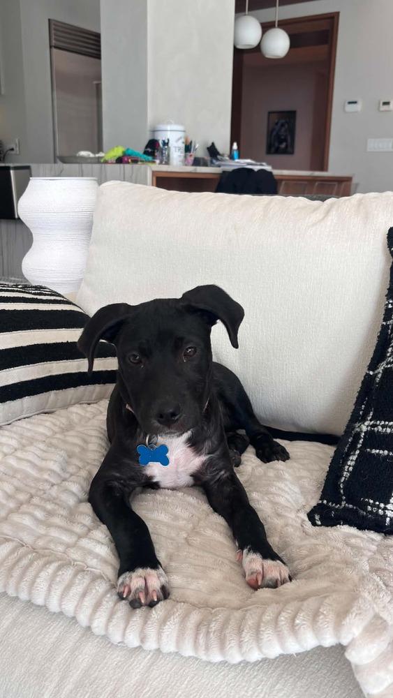 Kiki, a Adoptable mixed breed in Valley Stream, NY image 6/6