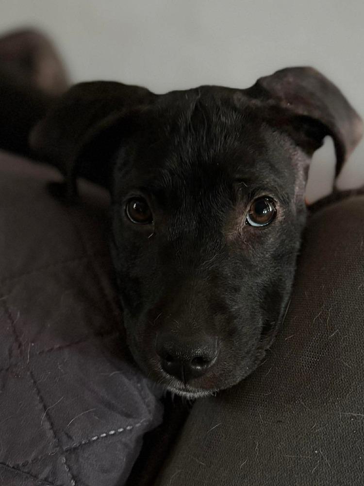 Enlarge Kiki, a Adoptable mixed breed in Valley Stream, NY image 6/6