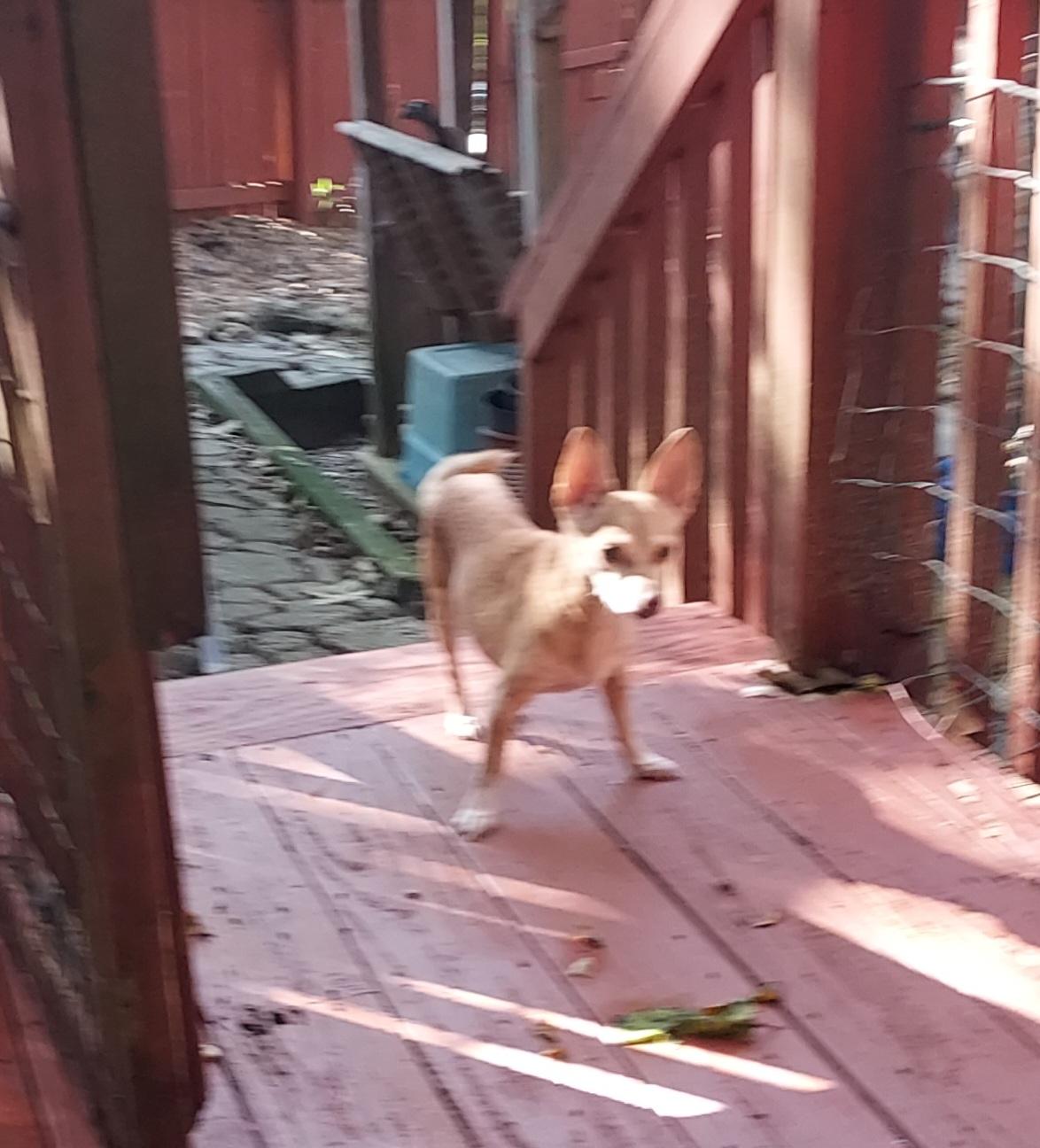 Enlarge Angel Baby, a Adoptable Chihuahua in Ellijay, GA image 5/6