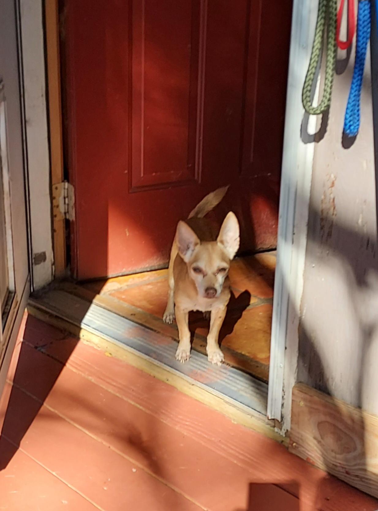 Enlarge Angel Baby, a Adoptable Chihuahua in Ellijay, GA image 3/6