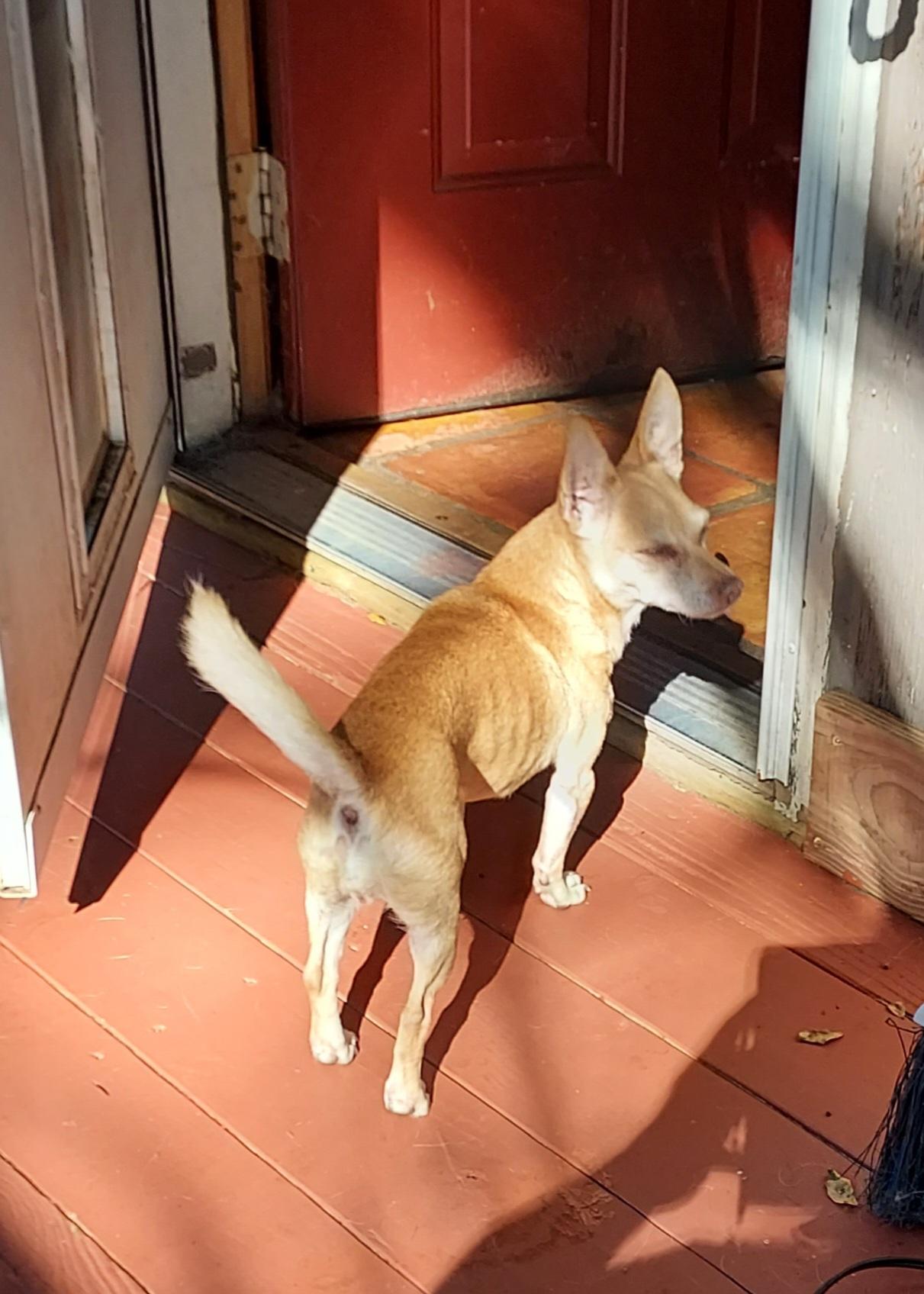 Enlarge Angel Baby, a Adoptable Chihuahua in Ellijay, GA image 6/6