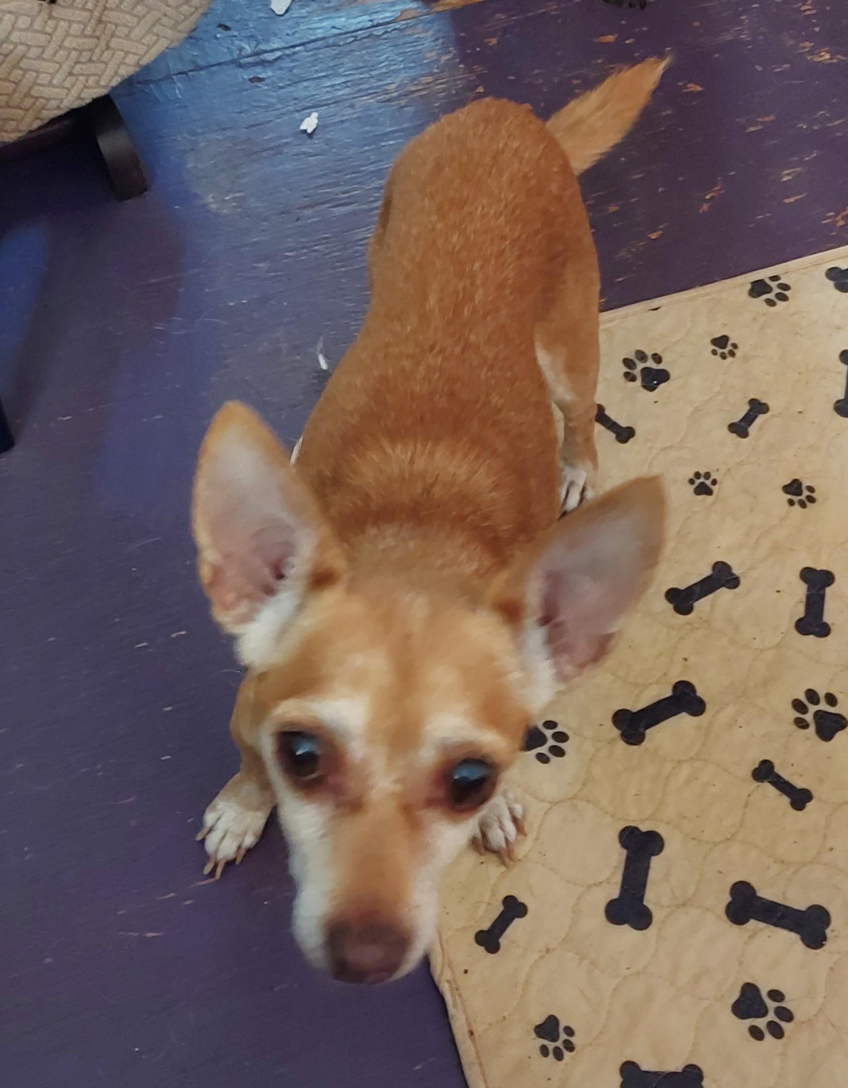 Enlarge Angel Baby, a Adoptable Chihuahua in Ellijay, GA image 4/6