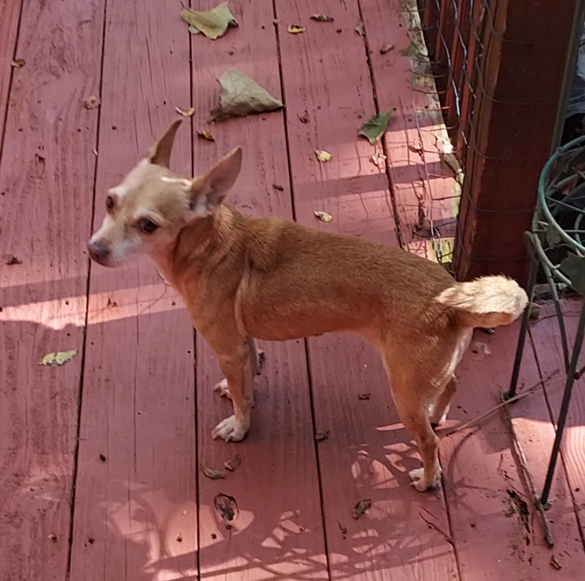 Enlarge Angel Baby, a Adoptable Chihuahua in Ellijay, GA image 2/6