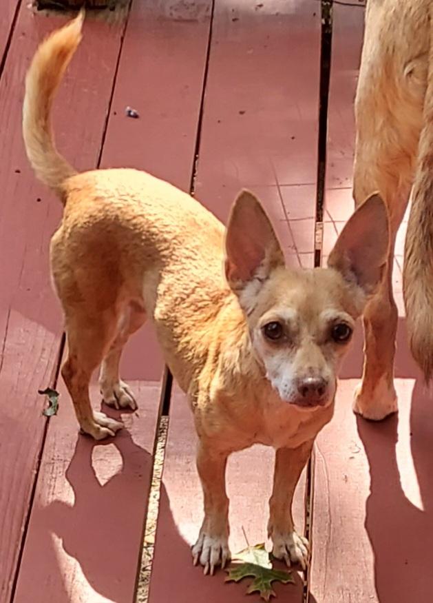 Angel Baby, Adoptable, Adult Female Chihuahua.