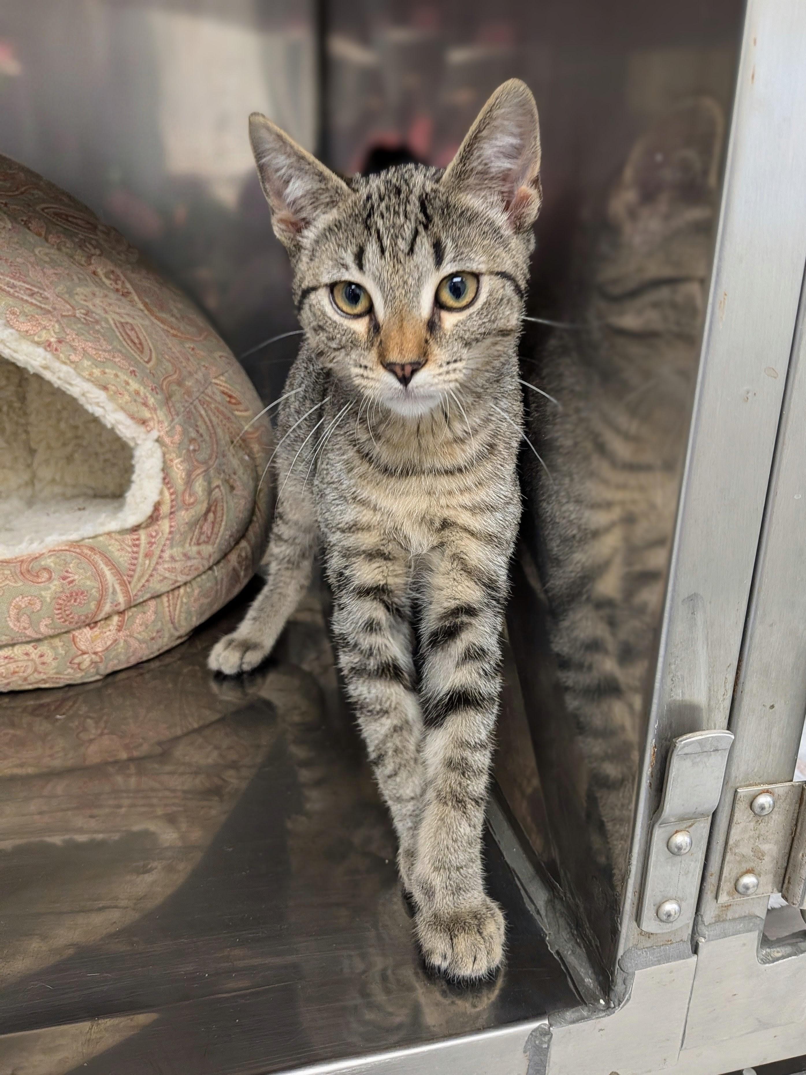 Jimmie, ADOPTABLE, Kitten Male Domestic Short Hair.