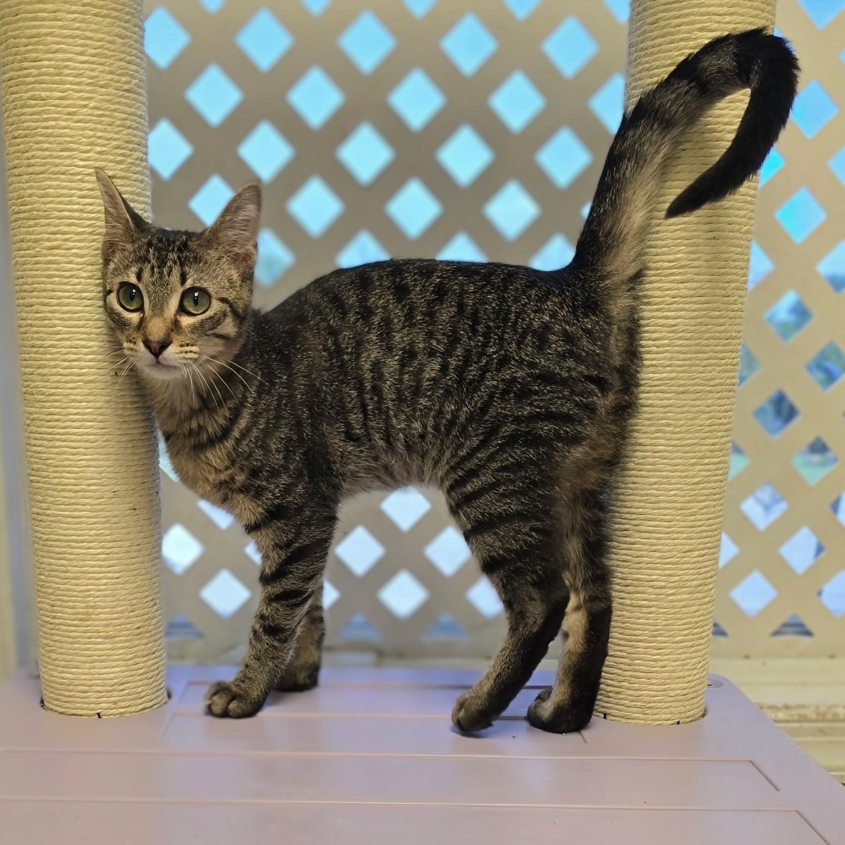 Enlarge Jimmie, a Adoptable mixed breed in Mount Carmel, IL image 2/6