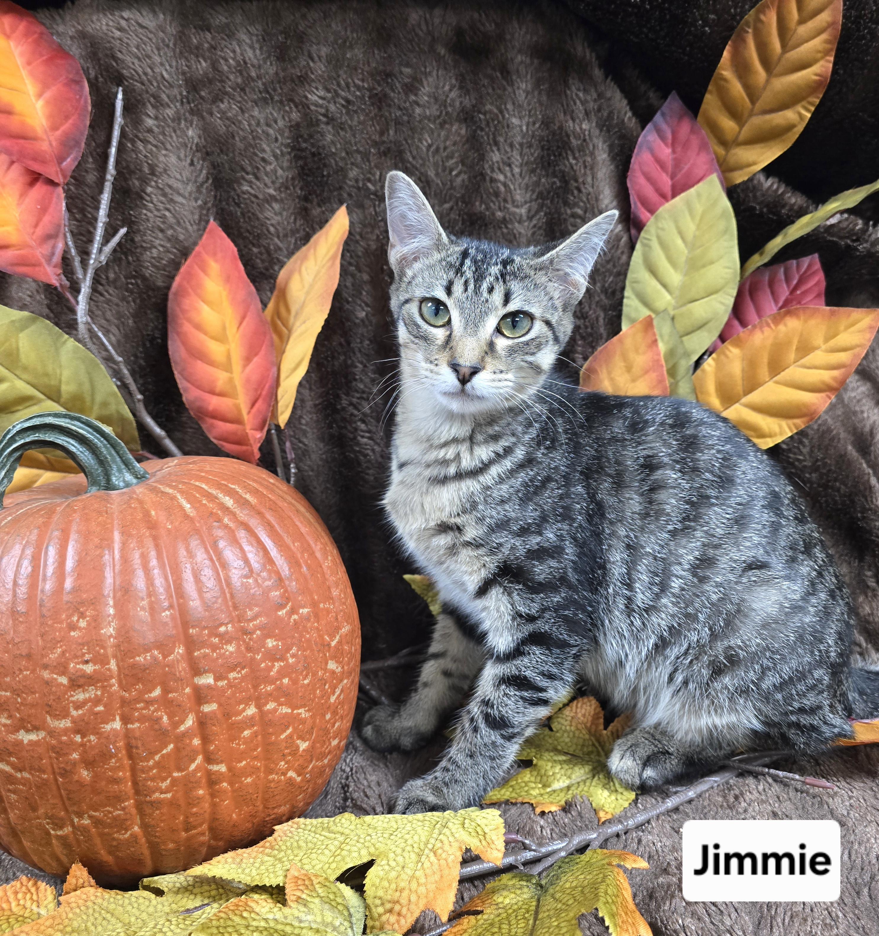 Enlarge Jimmie, a Adoptable mixed breed in Mount Carmel, IL image 1/6