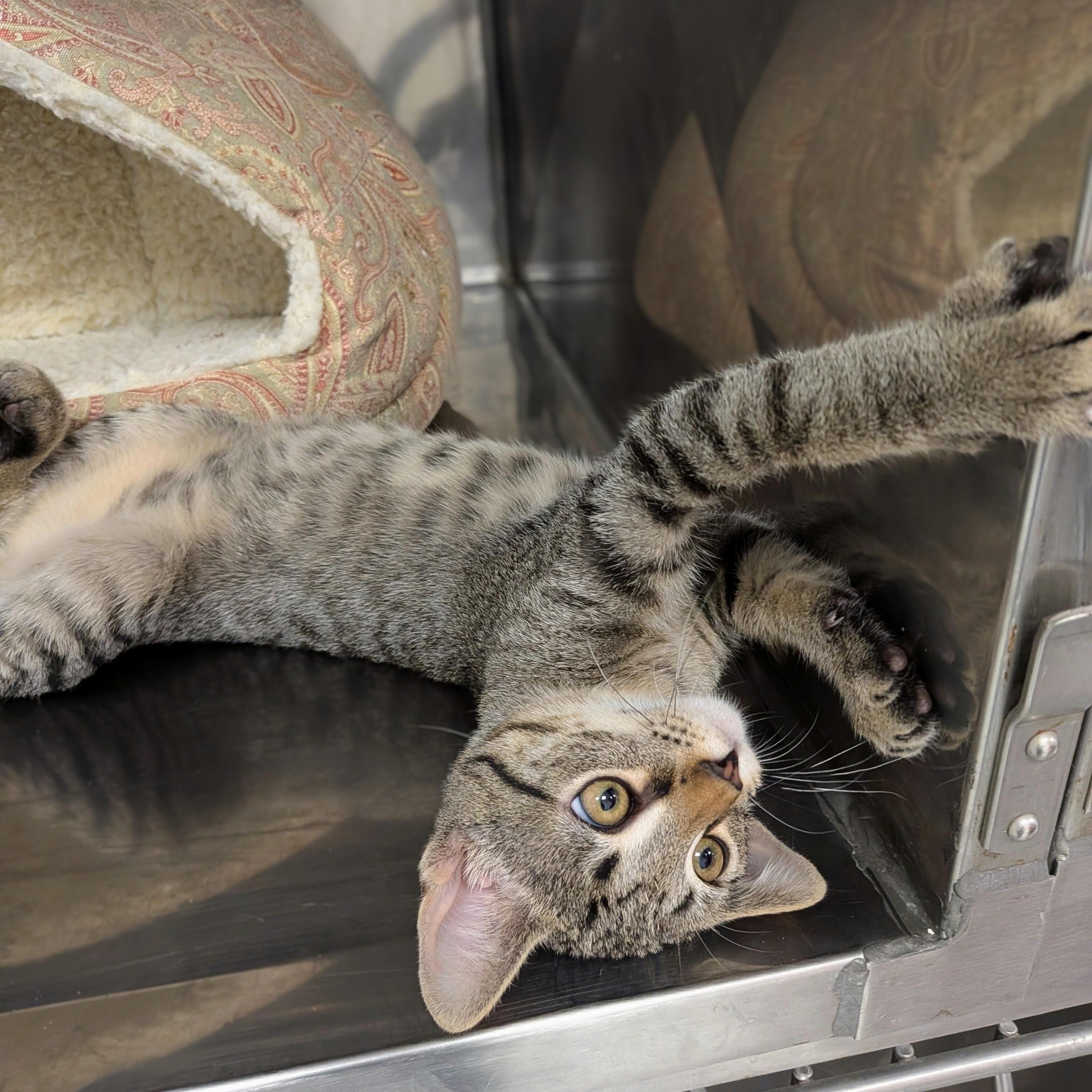 Jimmie, a ADOPTABLE mixed breed in Mount Carmel, IL image 2/4