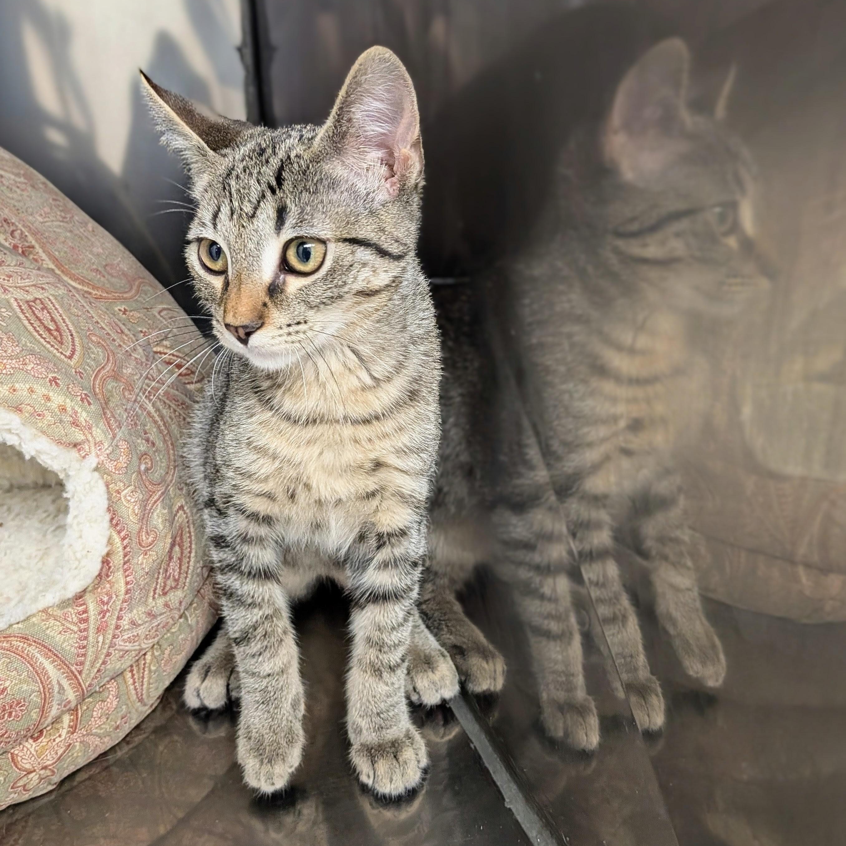 Jimmie, a ADOPTABLE mixed breed in Mount Carmel, IL image 3/4