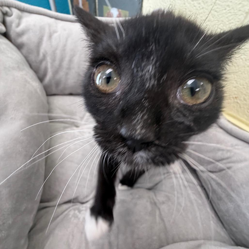 Enlarge Moon, a Adoptable Domestic Short Hair in Troy, VA image 1/5