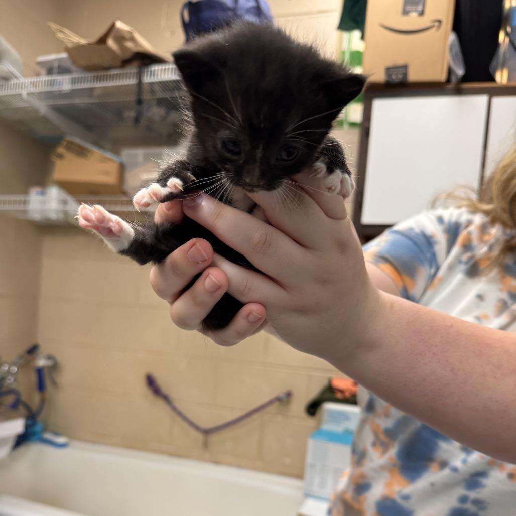 Enlarge Moon, a Adoptable Domestic Short Hair in Troy, VA image 2/5