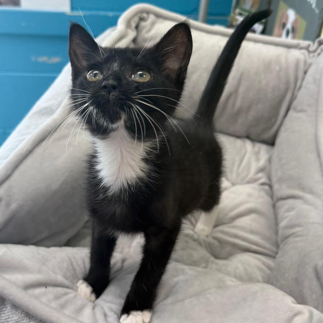 Enlarge Moon, a Adoptable Domestic Short Hair in Troy, VA image 3/5