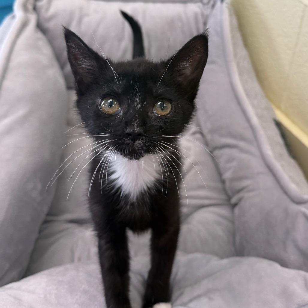 Enlarge Moon, a Adoptable Domestic Short Hair in Troy, VA image 4/5