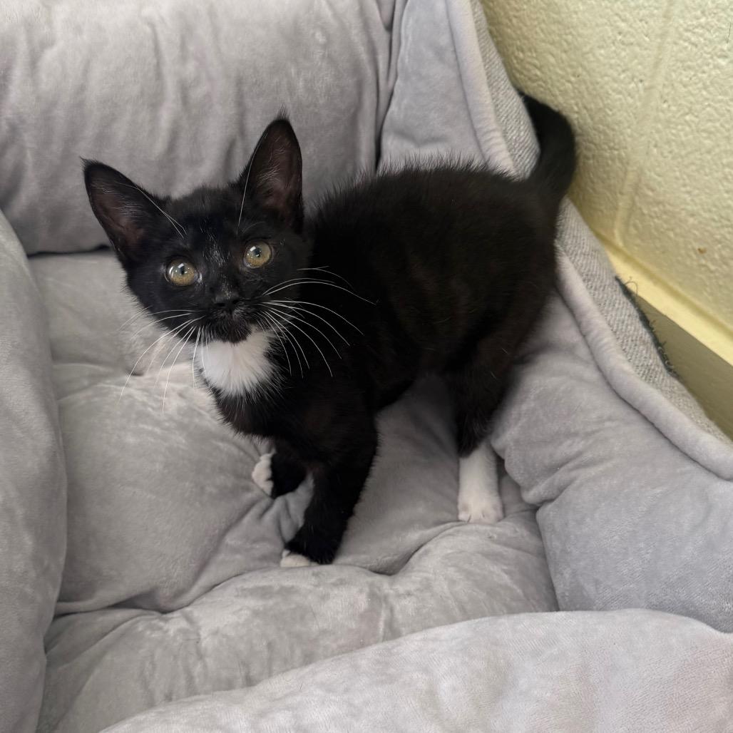 Enlarge Moon, a Adoptable Domestic Short Hair in Troy, VA image 5/5