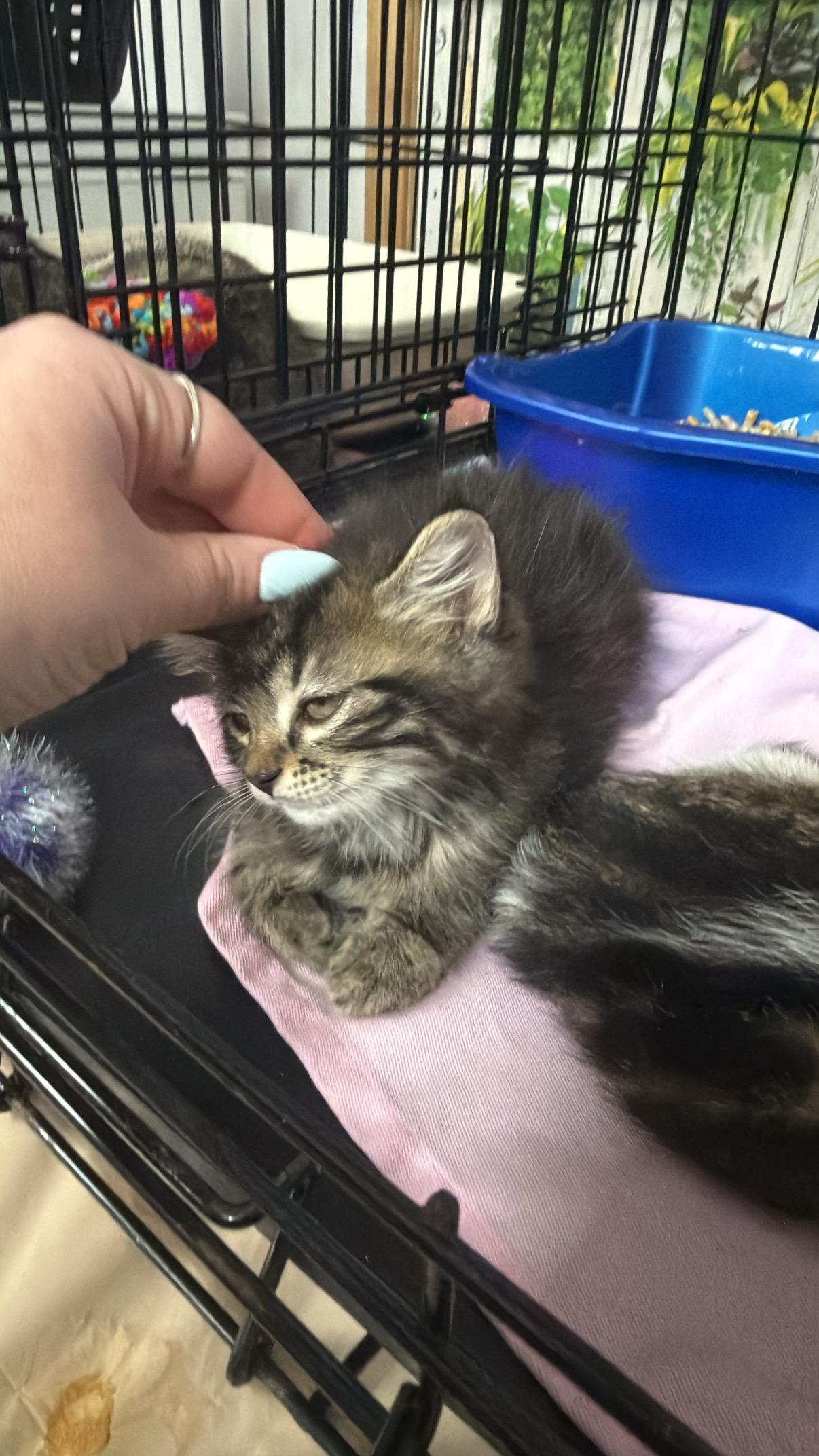 Darla, a ADOPTABLE Domestic Medium Hair in Brooklyn, NY image 1/4
