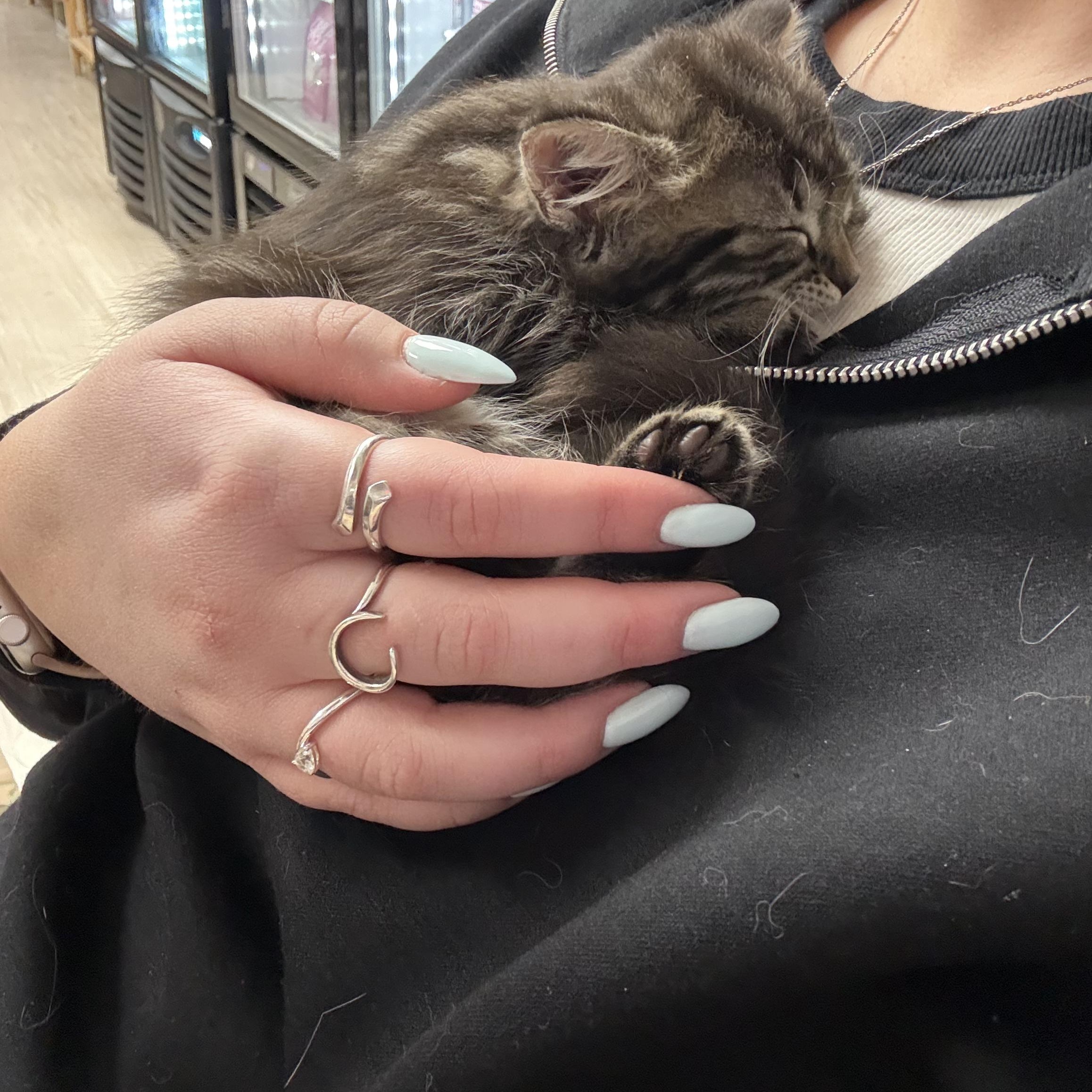 Darla, a ADOPTABLE Domestic Medium Hair in Brooklyn, NY image 2/4