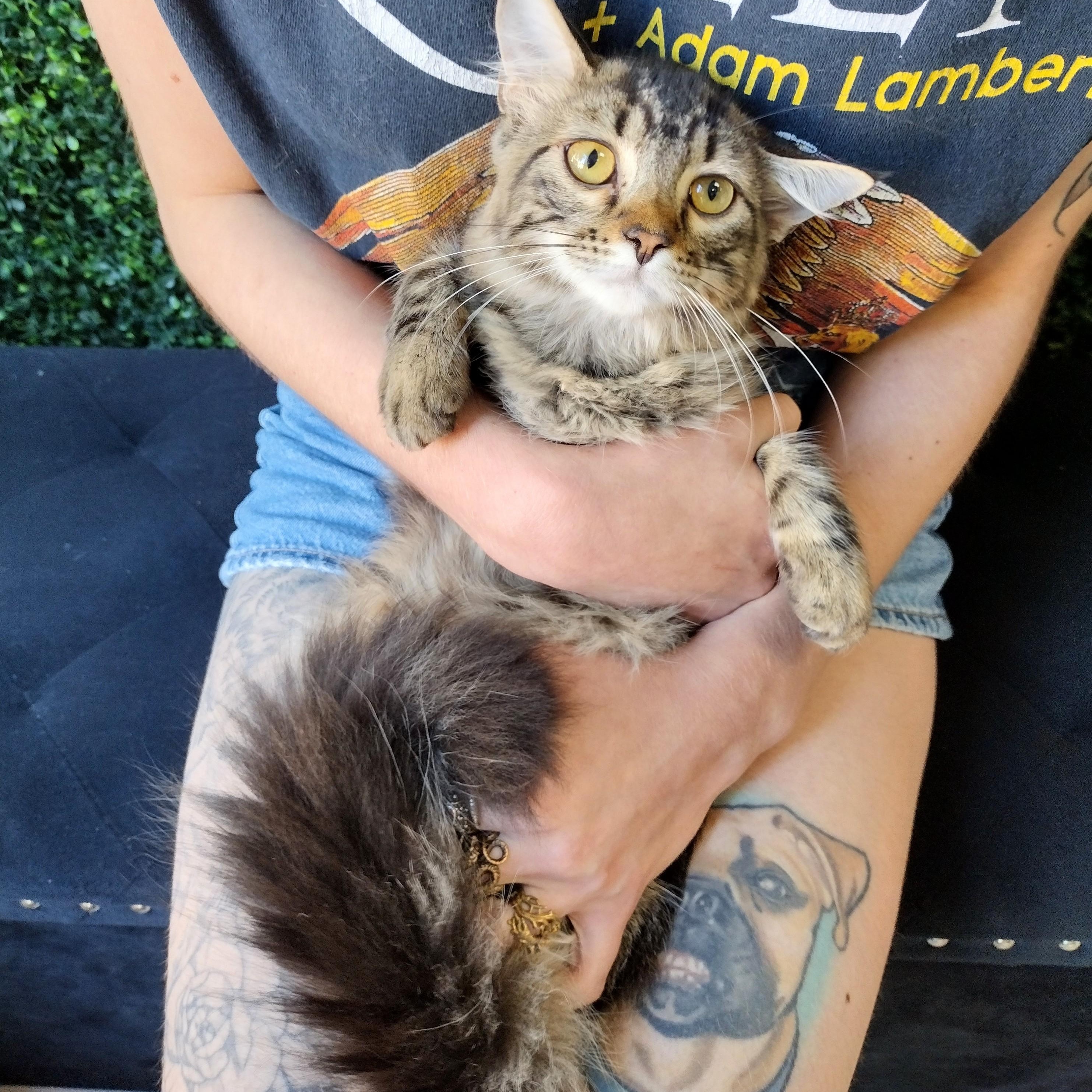 Darla, ADOPTABLE, Kitten Female Domestic Medium Hair.